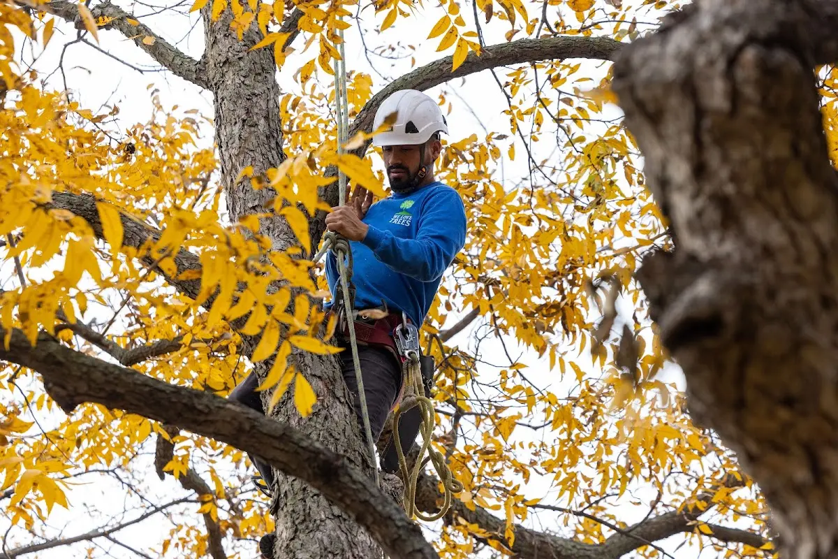 Skilled Tree Trimming crew working in Van Buren